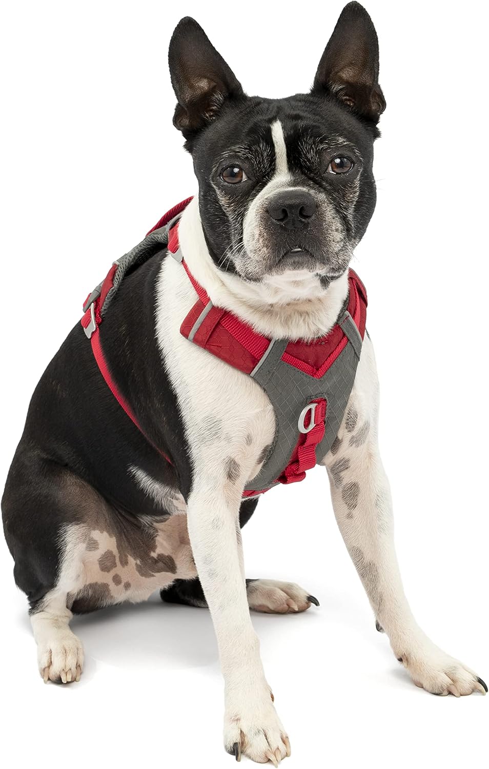 Journey Air Dog Harness, Black, Medium