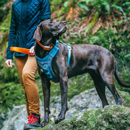 Journey Air Dog Harness, Black, Medium