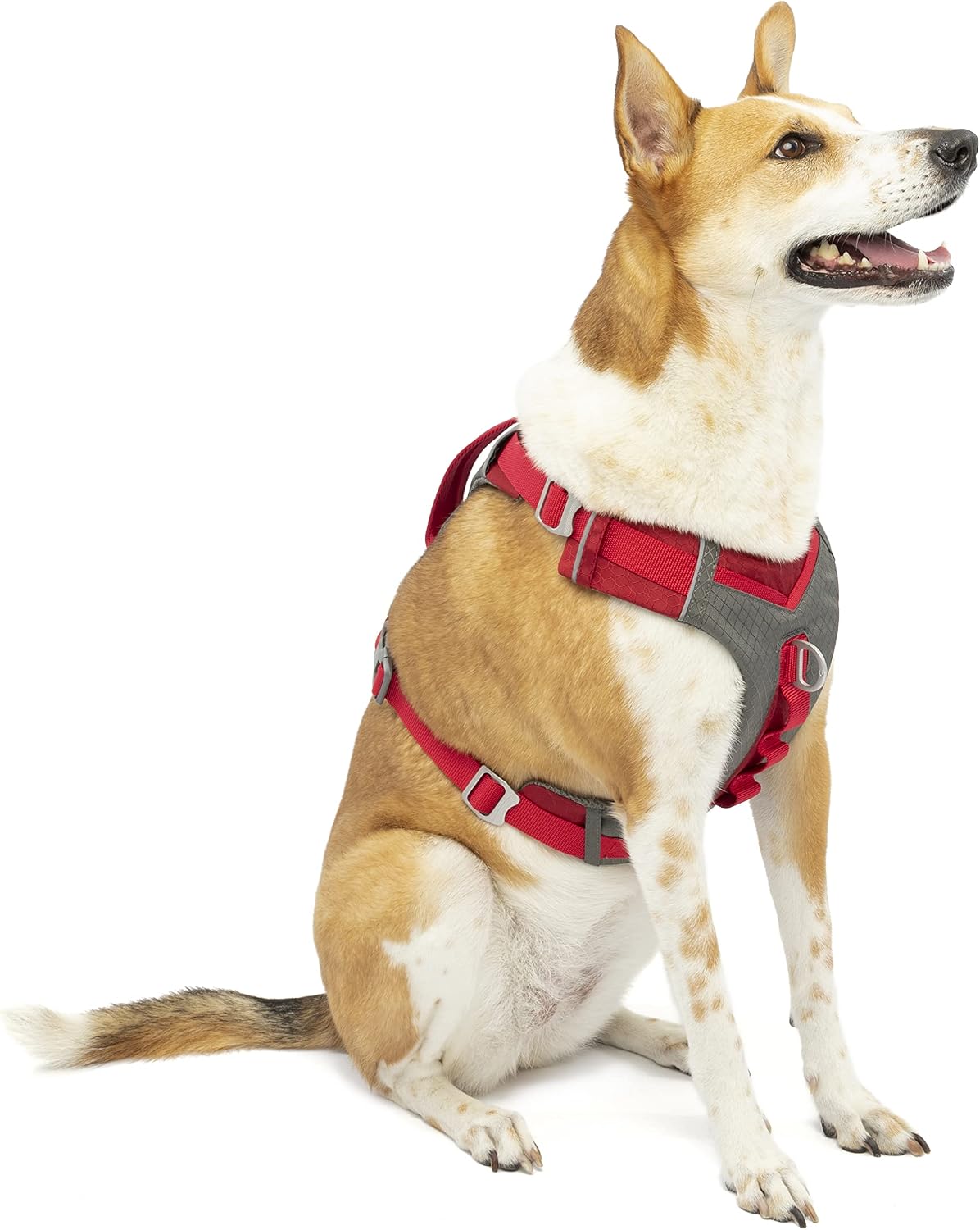 Journey Air Dog Harness, Black, Medium