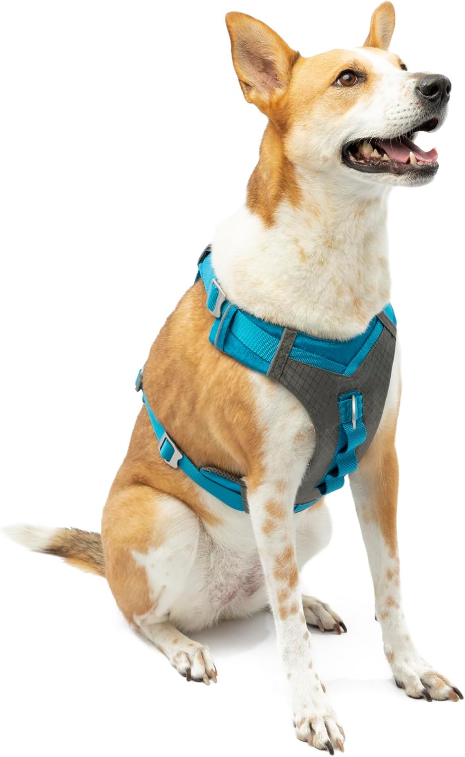 Journey Air Dog Harness, Black, Medium