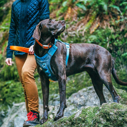 Journey Air Dog Harness, Black, Medium