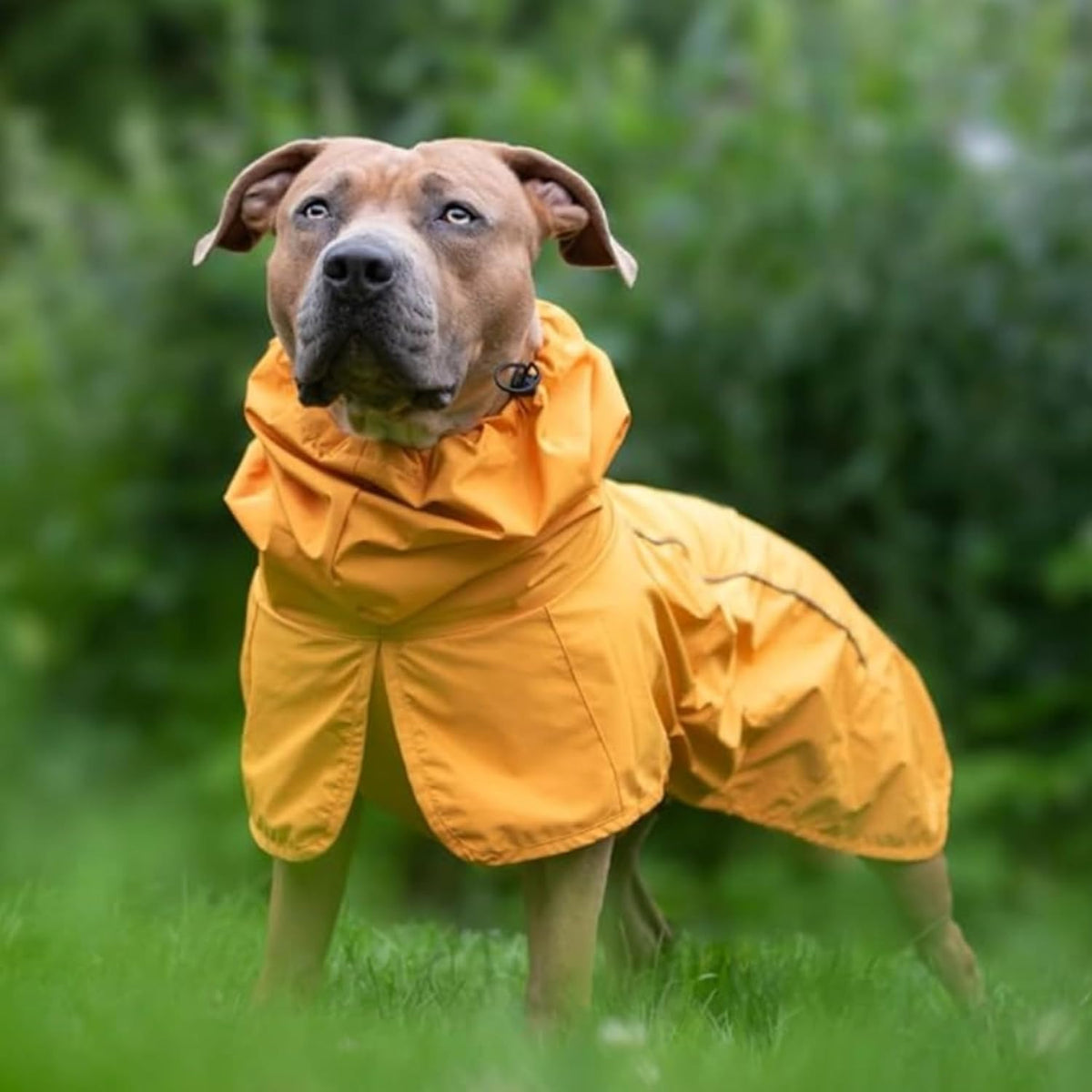 Dog Raincoat - Waterproof Rain Jacket w/Hood, Full Coverage