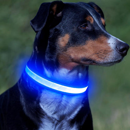 LED Dog Collar, Light up Dog Collar Adjustable Safety Glowing Collar