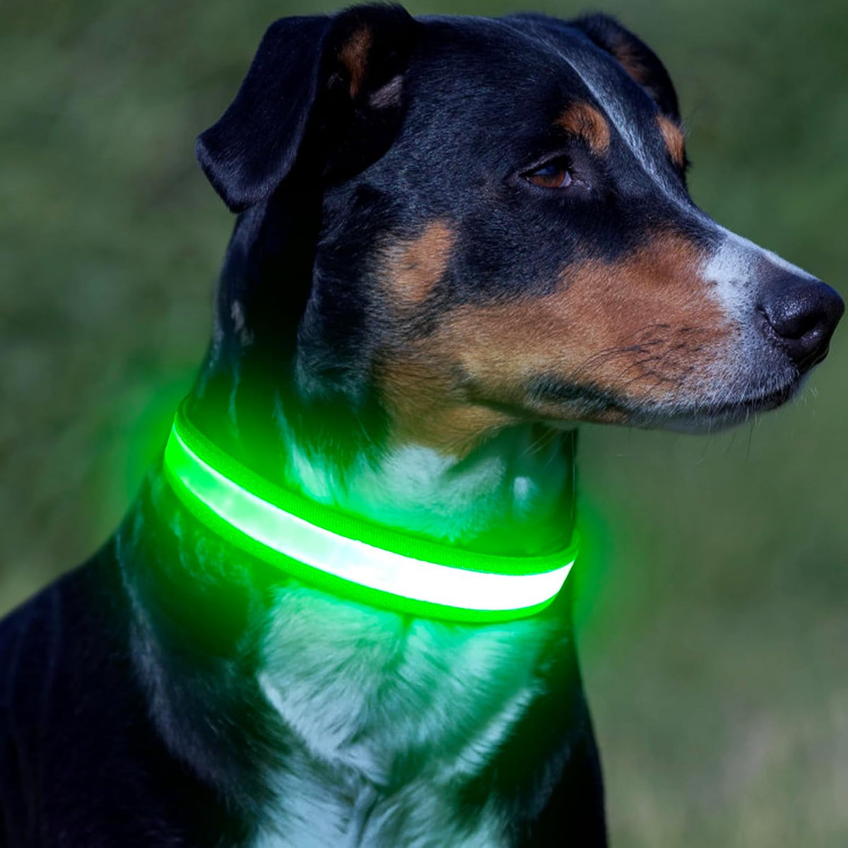 LED Dog Collar, Light up Dog Collar Adjustable Safety Glowing Collar