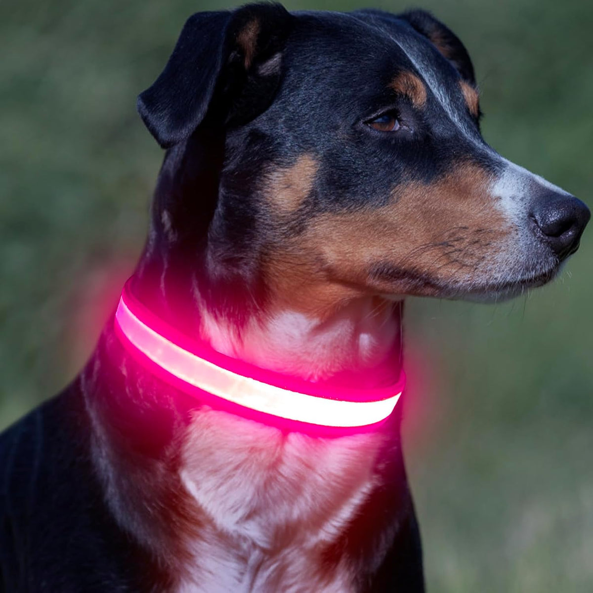 LED Dog Collar, Light up Dog Collar Adjustable Safety Glowing Collar