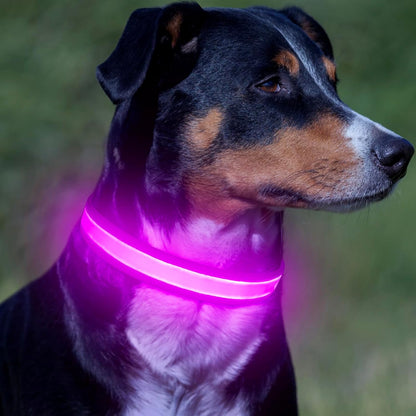 LED Dog Collar, Light up Dog Collar Adjustable Safety Glowing Collar