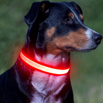 LED Dog Collar, Light up Dog Collar Adjustable Safety Glowing Collar