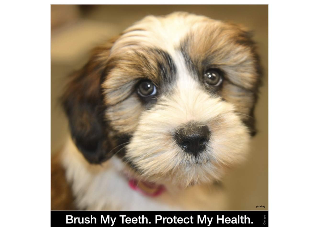 Brush My Teeth Small Dog Toothbrush, Rounded Brush Head -Soft Flexible Bristles, Safe and Gentle Brushing for Small Dogs, Small Breeds and Puppy, Daily Brushing Adds Years of Healthy Life, Multicolor