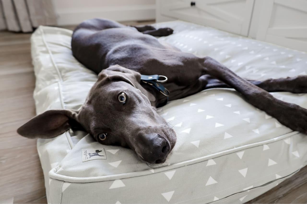 Molly Mutt Medium to Large Dog Bed Cover- Forever Young Print - Measures 27”X36”X5’’ - 100% Cotton - Durable - Breathable - Sustainable - Machine Washable Dog Bed Cover (Dd82b)