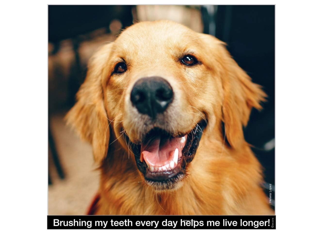 Brush My Teeth Small Dog Toothbrush, Rounded Brush Head -Soft Flexible Bristles, Safe and Gentle Brushing for Small Dogs, Small Breeds and Puppy, Daily Brushing Adds Years of Healthy Life, Multicolor