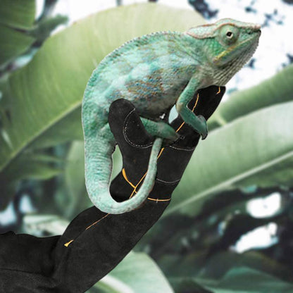 AOWPFVV Animal Handling Gloves Bite Proof Multipurpose Pet Glove for Trips to Vet Grooming Puncture Proof Training Anti-Bite Scratch for Cat Dog Snake Falcon Grabbing Reptile