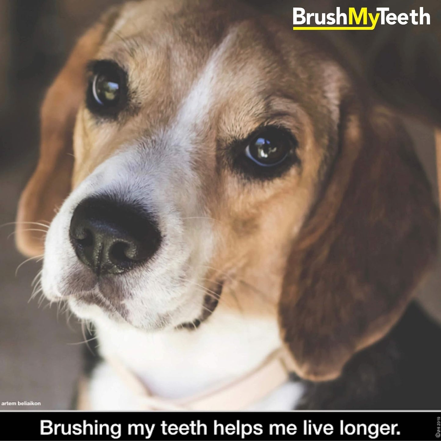 Brush My Teeth Small Dog Toothbrush, Rounded Brush Head -Soft Flexible Bristles, Safe and Gentle Brushing for Small Dogs, Small Breeds and Puppy, Daily Brushing Adds Years of Healthy Life, Multicolor