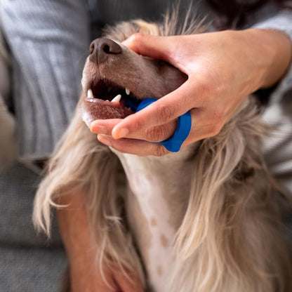 Paw Ready Pet Toothbrushing Assistant for Dogs and Cats Allows You to Brush Your pet’s Teeth Without Constantly Worrying About Getting Bitten Medium Size for Pets Between 15-85 lbs. (7-38.5 Kg)