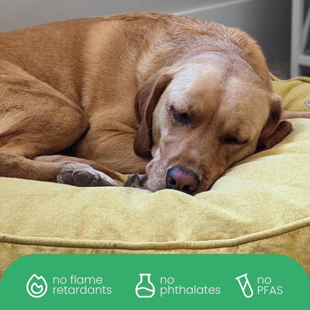 Molly Mutt Medium to Large Dog Bed Cover- Forever Young Print - Measures 27”X36”X5’’ - 100% Cotton - Durable - Breathable - Sustainable - Machine Washable Dog Bed Cover (Dd82b)