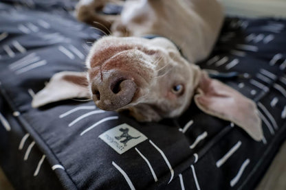 Molly Mutt Medium to Large Dog Bed Cover- Forever Young Print - Measures 27”X36”X5’’ - 100% Cotton - Durable - Breathable - Sustainable - Machine Washable Dog Bed Cover (Dd82b)