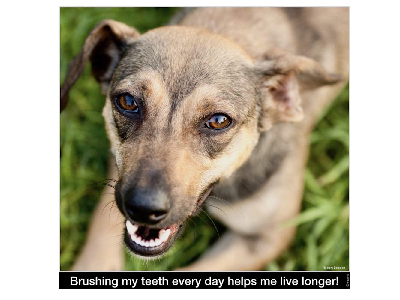 Brush My Teeth Small Dog Toothbrush, Rounded Brush Head -Soft Flexible Bristles, Safe and Gentle Brushing for Small Dogs, Small Breeds and Puppy, Daily Brushing Adds Years of Healthy Life, Multicolor