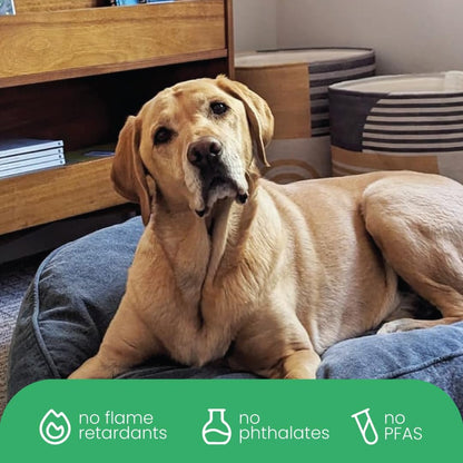 Molly Mutt Medium to Large Dog Bed Cover- Forever Young Print - Measures 27”X36”X5’’ - 100% Cotton - Durable - Breathable - Sustainable - Machine Washable Dog Bed Cover (Dd82b)
