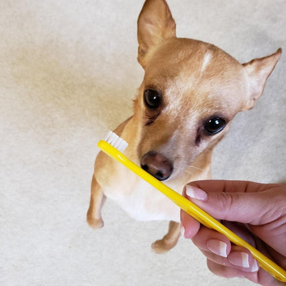 Pet Republique Toothbrush for Small Dogs & Cats - Cat Toothbrush, Sm Dog Toothbrush - Designed for Cat, Kitten, Puppy, and Sm Dog Like Chihuahuas, Yorkshire, and Poodle (6 Count)