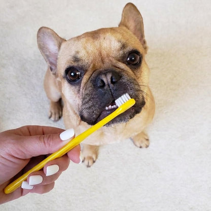 Pet Republique Enzymatic Dog Toothpaste Kit with Finger Toothbrushes Cats and Dogs Dental Cleaning Kit - 3.5 oz Beef Flavor Toothpaste, 3 Silicon Finger Toothbrushes, 1 Mini Handle Toothbrush