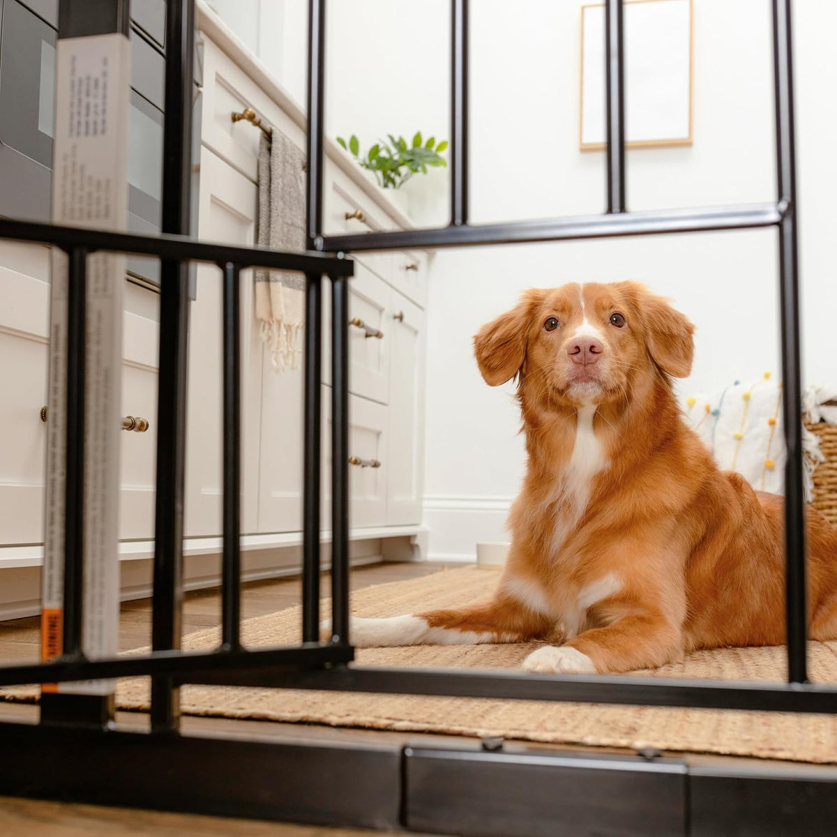 Carlson 29.5–36.5” Extra Wide Dog Gate with Small Pet Door, Walk-Through Pressure Mounted Metal Indoor Pet Safety Gate, Tested and Trusted by Pet Parents, American Designed, American Owned