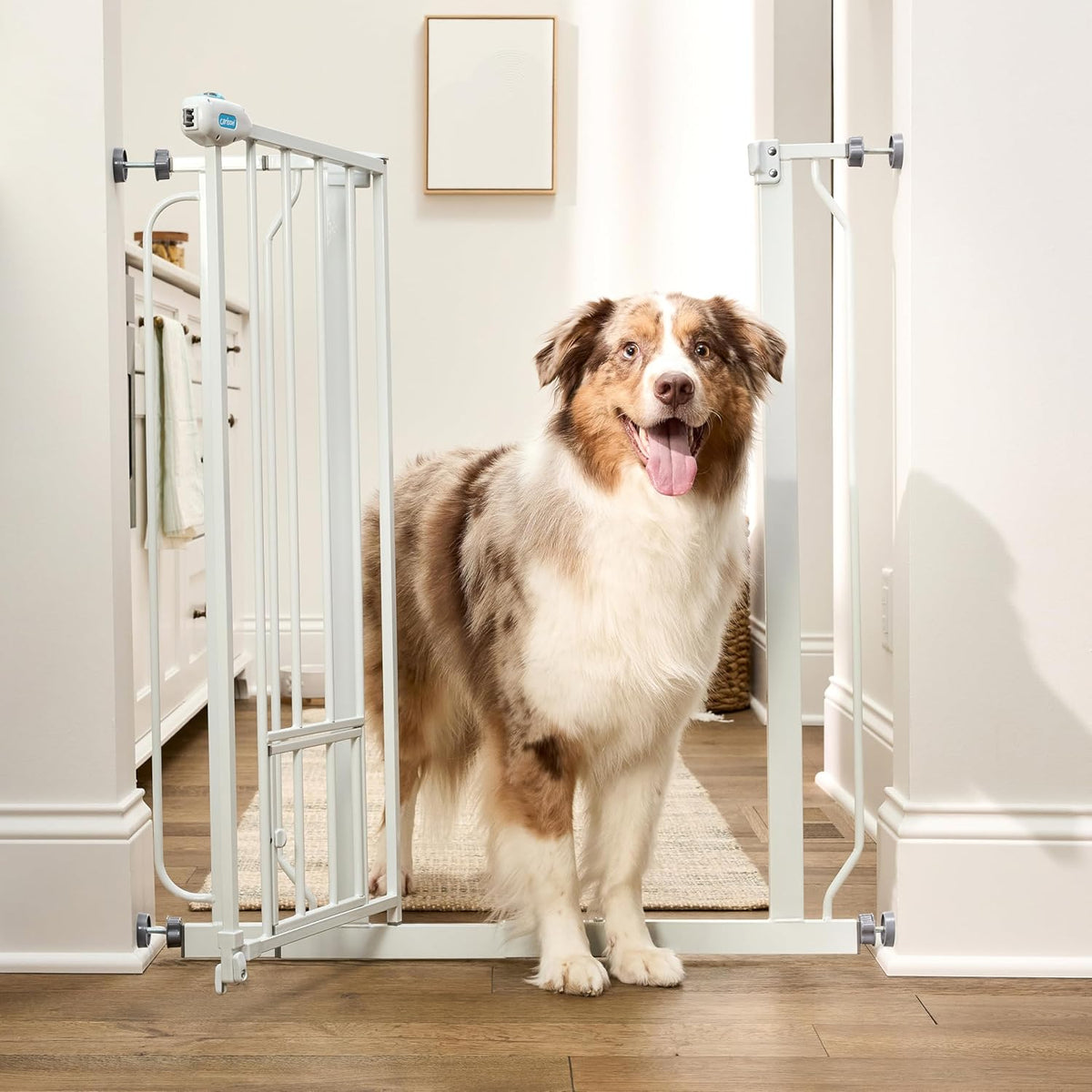Carlson 29.5–36.5” Extra Wide Dog Gate with Small Pet Door, Walk-Through Pressure Mounted Metal Indoor Pet Safety Gate, Tested and Trusted by Pet Parents, American Designed, American Owned