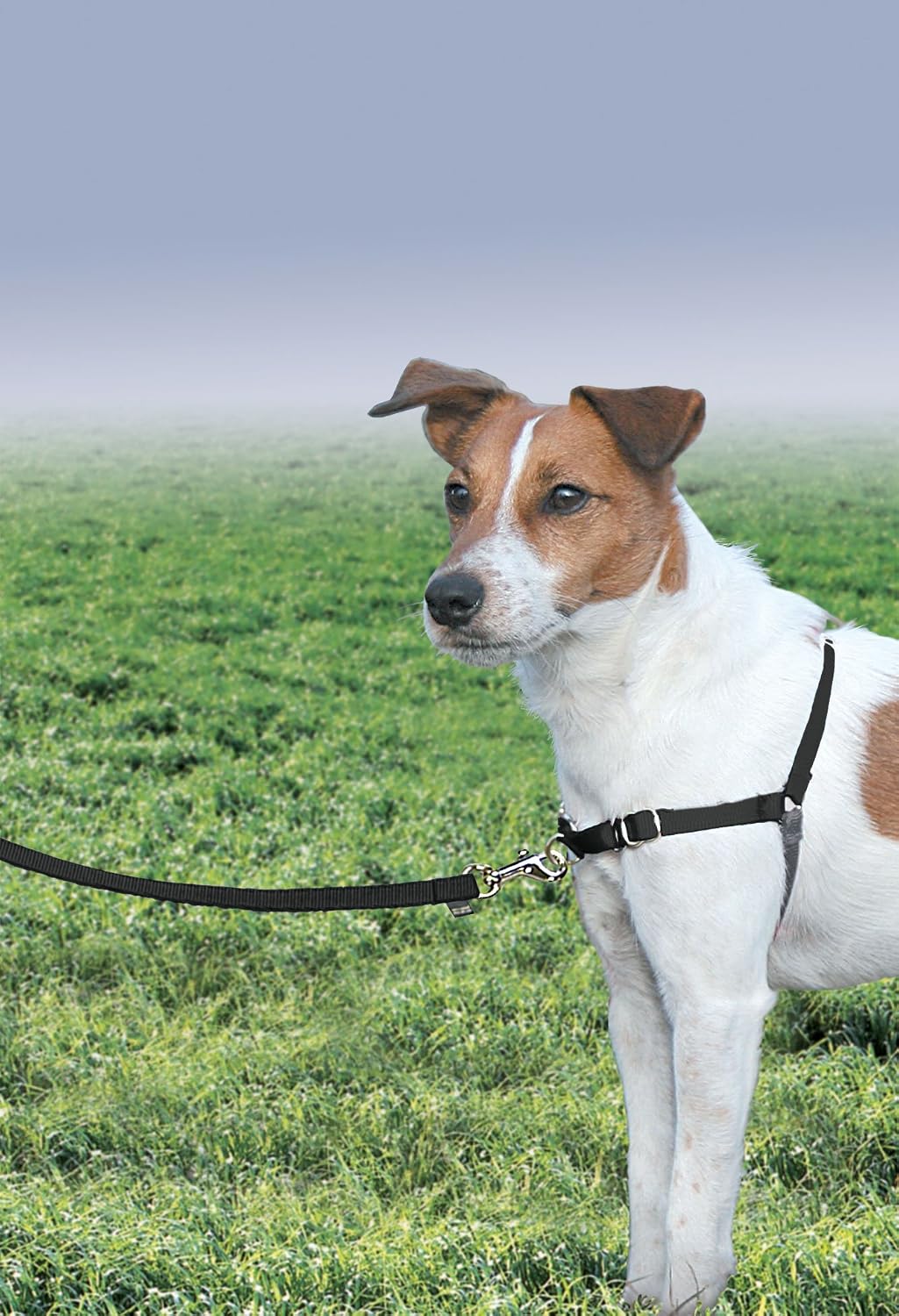 Easy Walk Harness, No Pull Dog Harness, Black, Medium | Patented Martingale Loop Gives Gradual Shoulder Pressure to Stop Pulling, Front-Chest Leash Clip Prevents Gagging