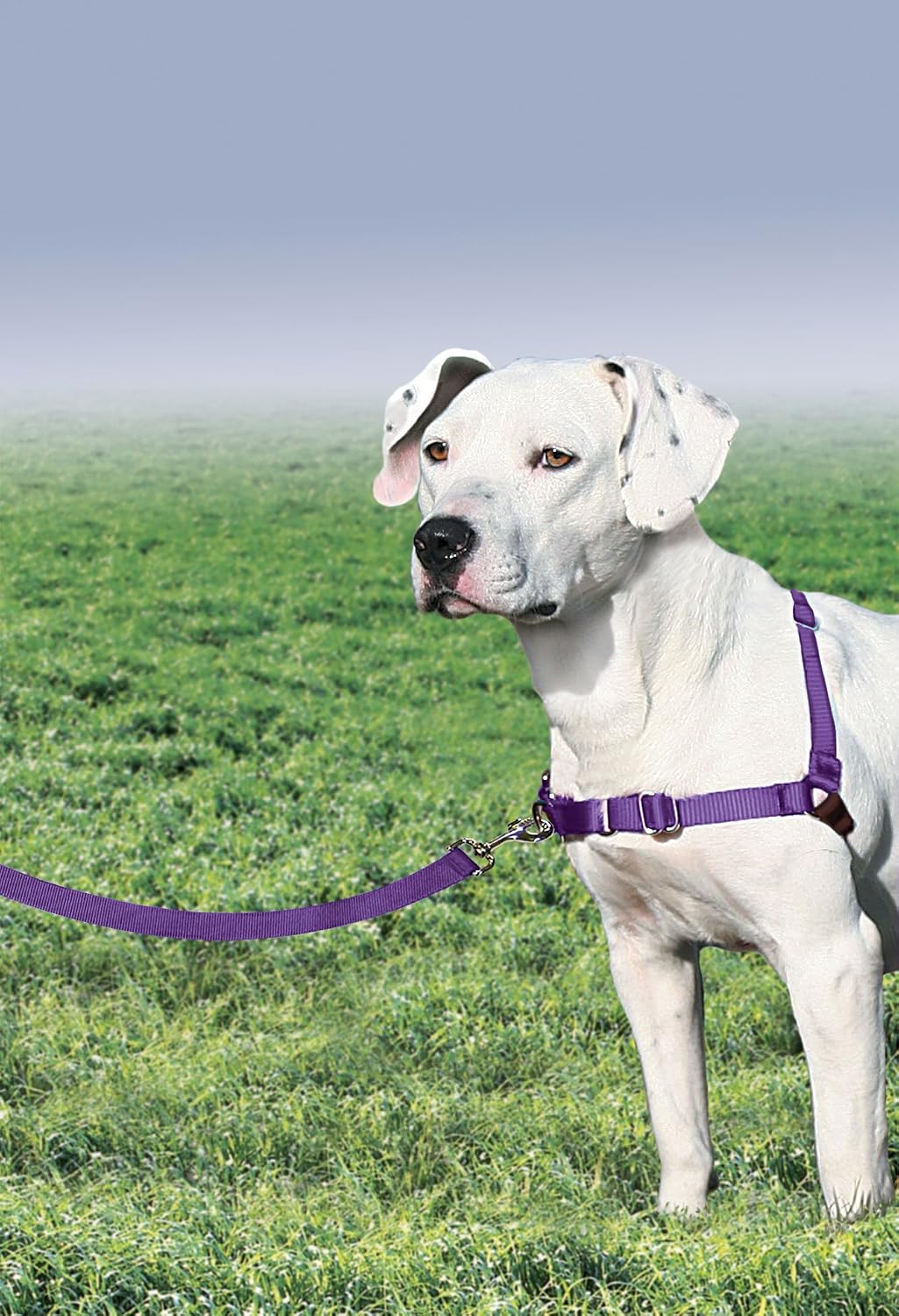 Easy Walk Harness, No Pull Dog Harness, Black, Medium | Patented Martingale Loop Gives Gradual Shoulder Pressure to Stop Pulling, Front-Chest Leash Clip Prevents Gagging