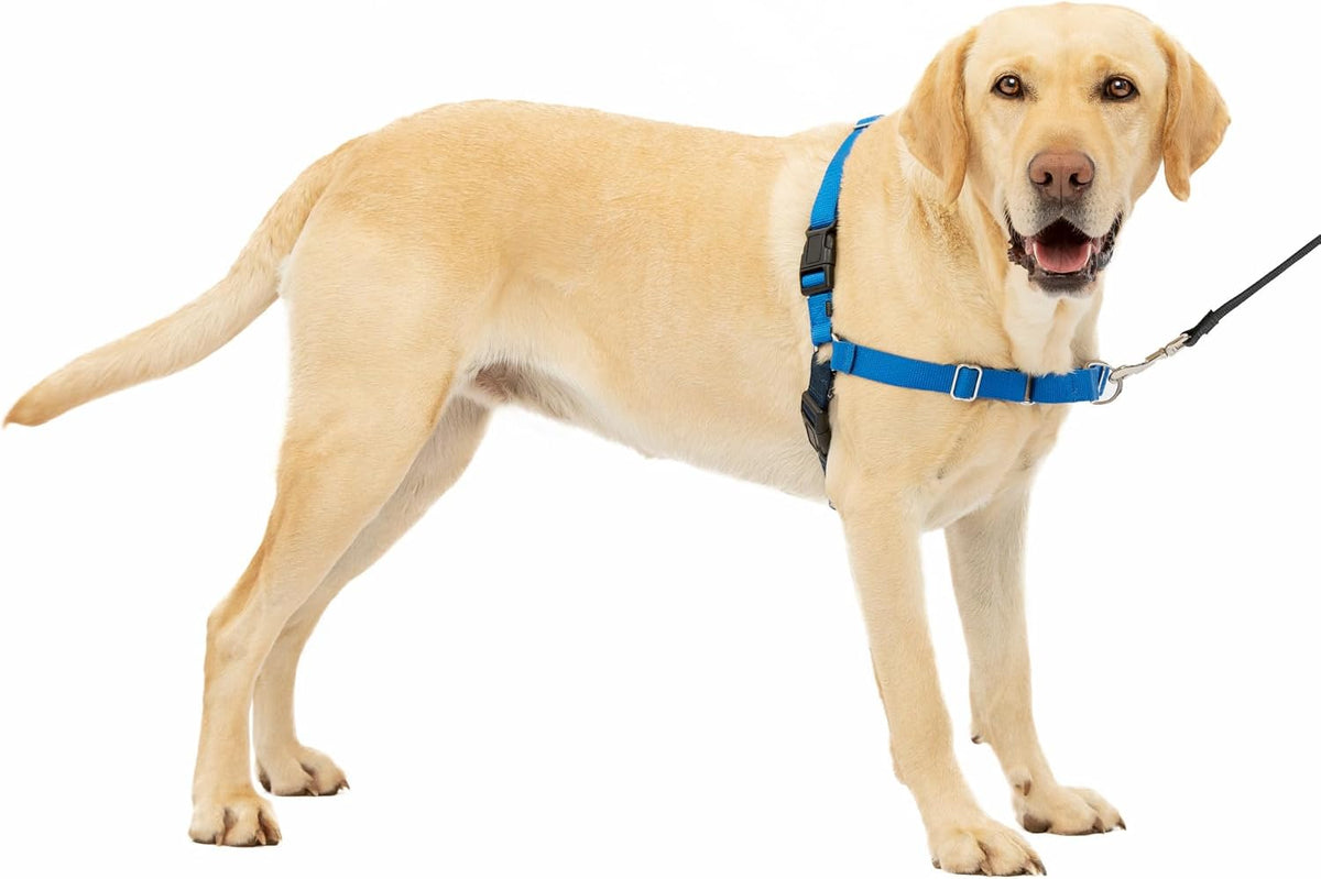 Easy Walk Harness, No Pull Dog Harness, Black, Medium | Patented Martingale Loop Gives Gradual Shoulder Pressure to Stop Pulling, Front-Chest Leash Clip Prevents Gagging