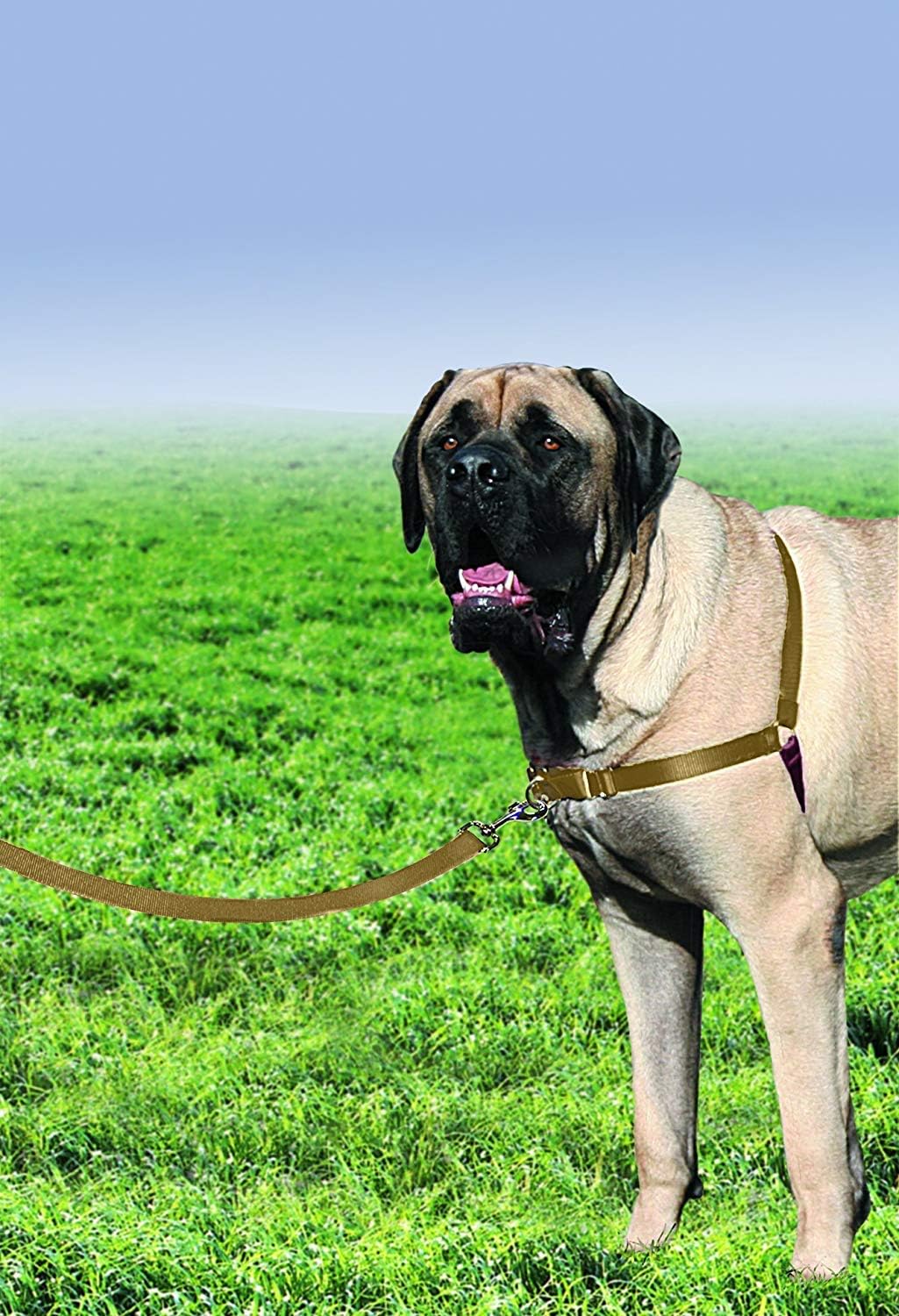 Easy Walk Harness, No Pull Dog Harness, Black, Medium | Patented Martingale Loop Gives Gradual Shoulder Pressure to Stop Pulling, Front-Chest Leash Clip Prevents Gagging