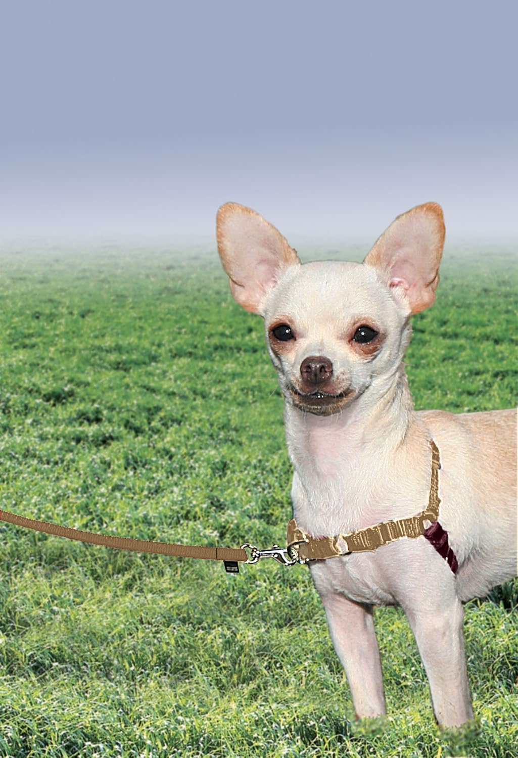 Easy Walk Harness, No Pull Dog Harness, Black, Medium | Patented Martingale Loop Gives Gradual Shoulder Pressure to Stop Pulling, Front-Chest Leash Clip Prevents Gagging
