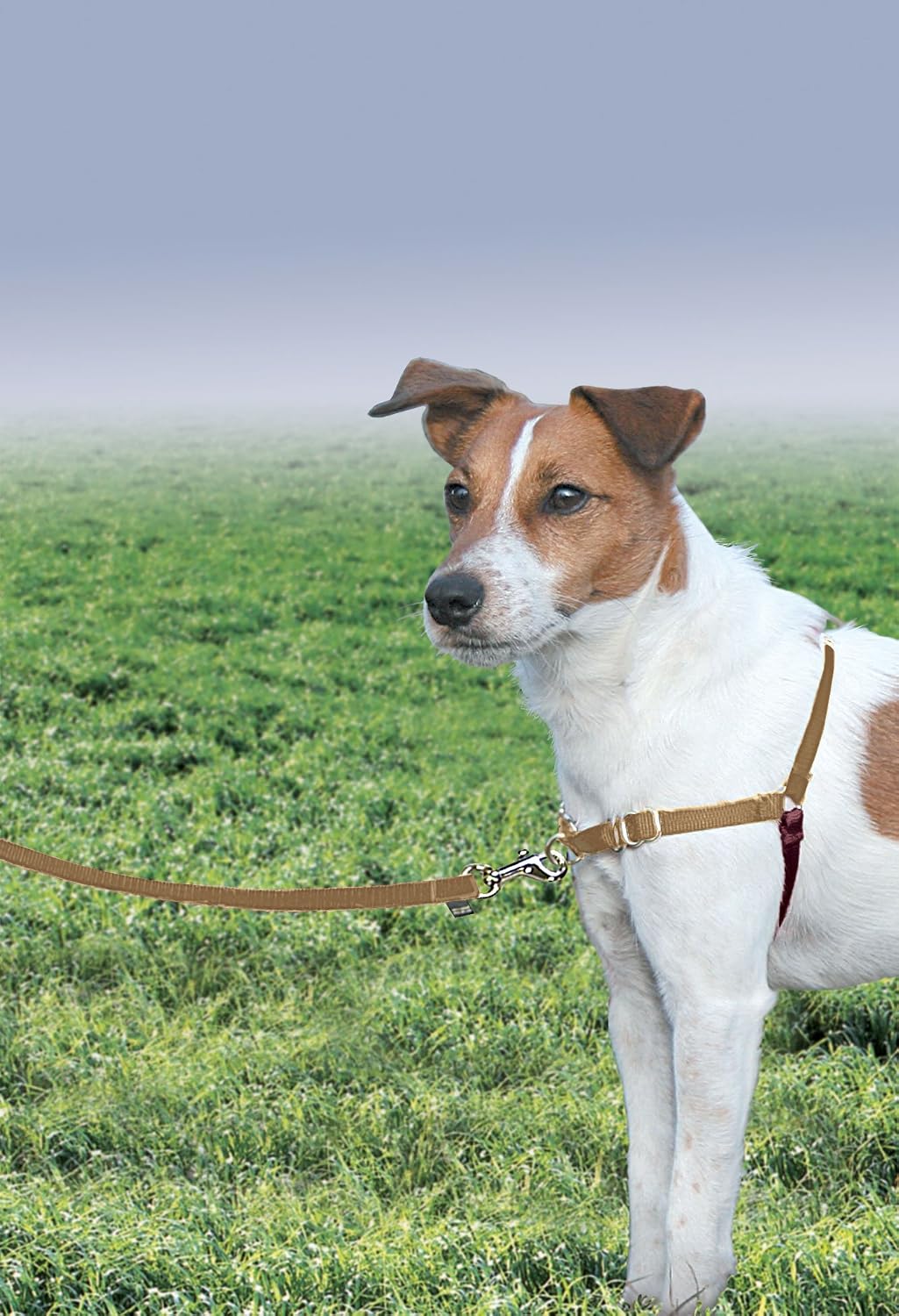 Easy Walk Harness, No Pull Dog Harness, Black, Medium | Patented Martingale Loop Gives Gradual Shoulder Pressure to Stop Pulling, Front-Chest Leash Clip Prevents Gagging