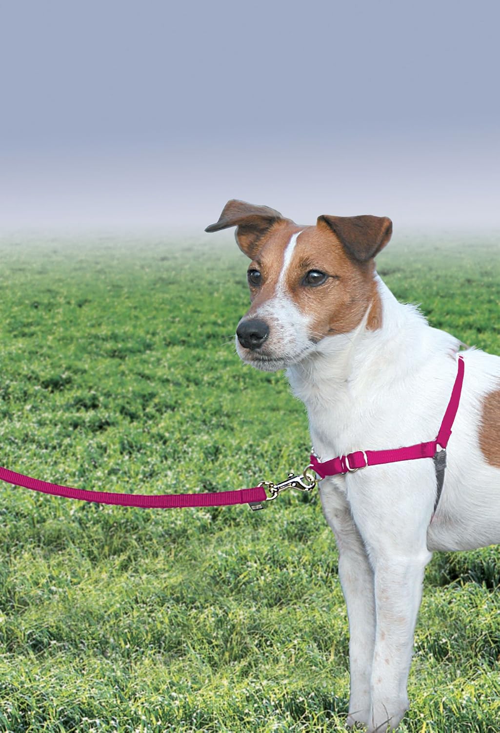 Easy Walk Harness, No Pull Dog Harness, Black, Medium | Patented Martingale Loop Gives Gradual Shoulder Pressure to Stop Pulling, Front-Chest Leash Clip Prevents Gagging