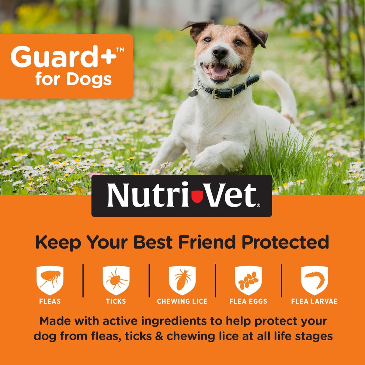 Guard+ Spot On for Dogs 5-22 lbs, Flea Treatment, 3 Doses