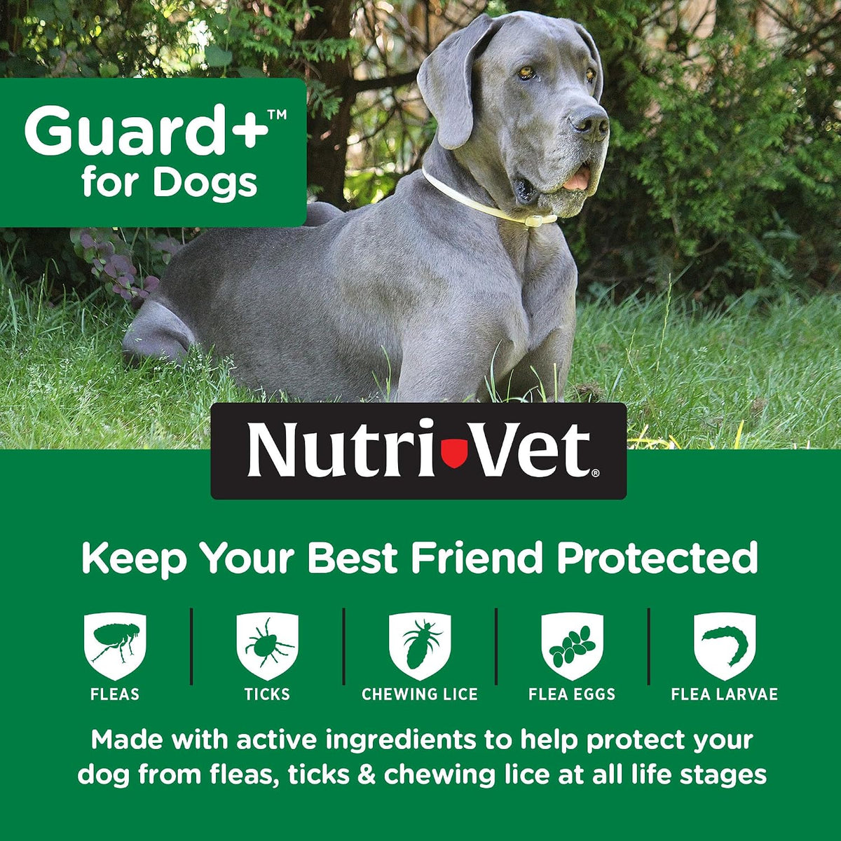 Guard+ Spot On for Dogs 5-22 lbs, Flea Treatment, 3 Doses