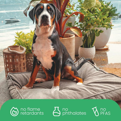 Molly Mutt Medium to Large Dog Bed Cover- Forever Young Print - Measures 27”X36”X5’’ - 100% Cotton - Durable - Breathable - Sustainable - Machine Washable Dog Bed Cover (Dd82b)