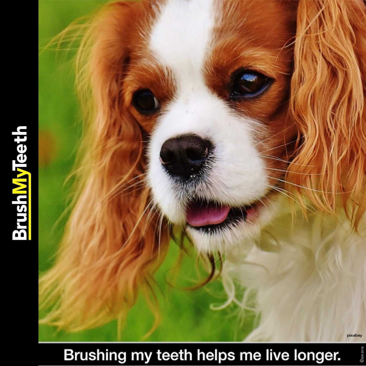 Brush My Teeth Small Dog Toothbrush, Rounded Brush Head -Soft Flexible Bristles, Safe and Gentle Brushing for Small Dogs, Small Breeds and Puppy, Daily Brushing Adds Years of Healthy Life, Multicolor