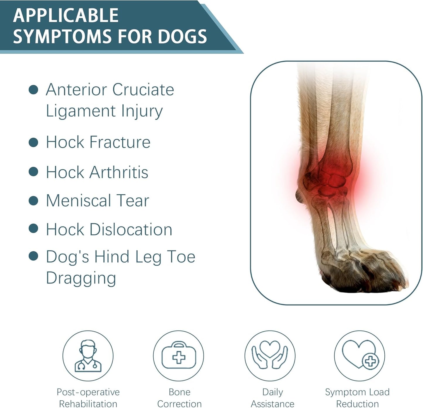 Dog Knuckling Brace, Dog Toe Grips for ACL Injury, Hock Fracture, Arthritis & Meniscus Tears, Rear Legs, L