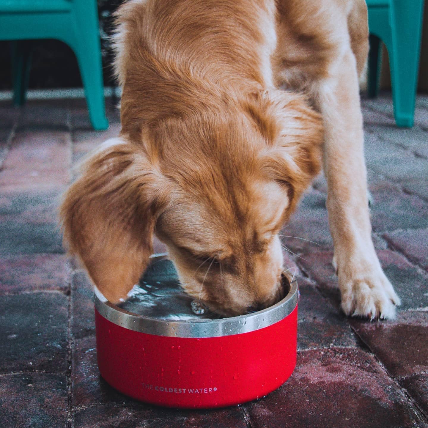 Coldest Dog Bowl - Anti Rust Metal, Non Slip, 3 Layers Insulated Stainless Steel Dog Bowls - Spill Proof & Heavy Duty - Water Bowl for Dogs, Cats & Pets, Dish Washer Safe (21 oz, Stealth Black)