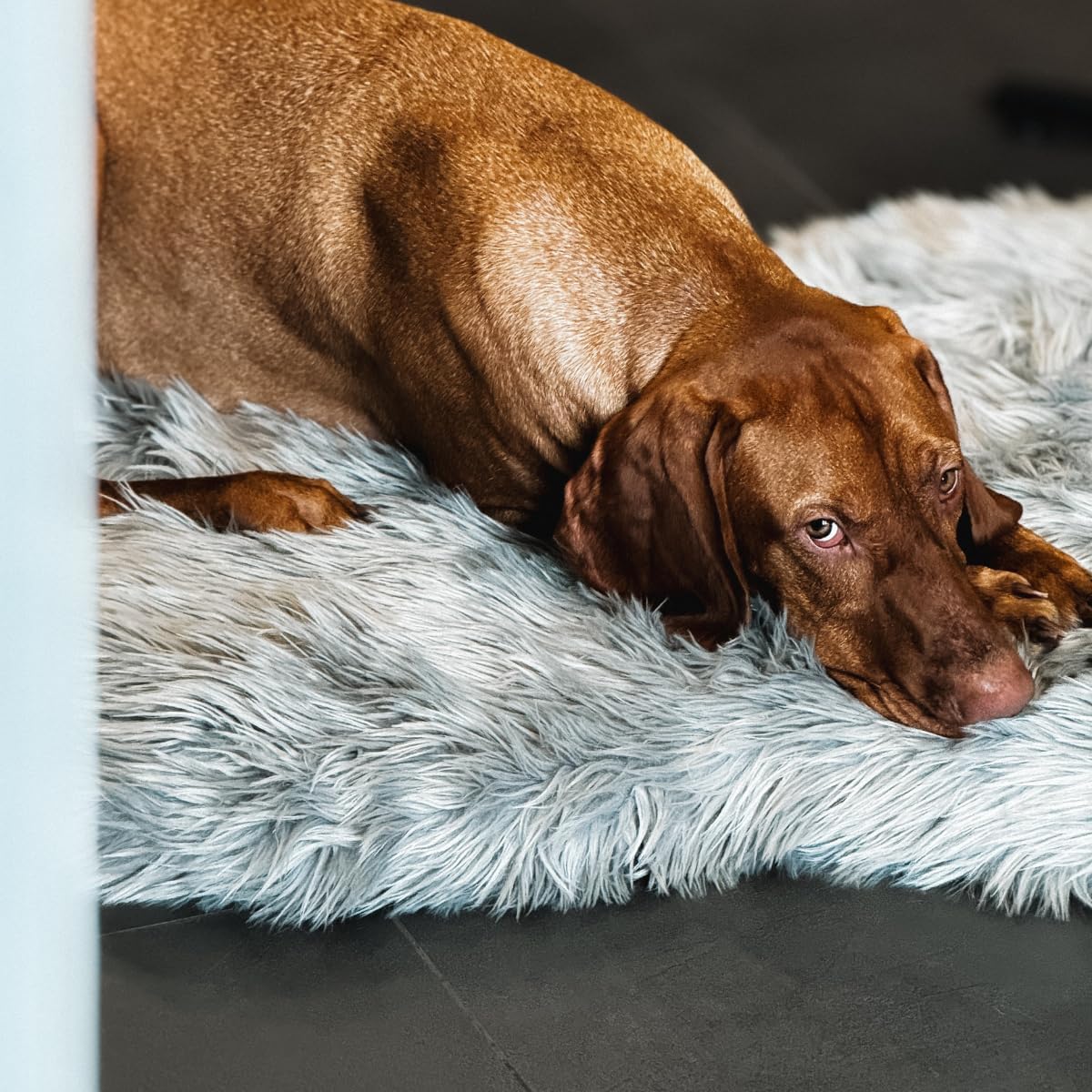 IHAPPYDOG Luxury Faux Fur Orthopedic Dog Bed, Memory Foam Dog Bed for Small, Medium, Large and XL Pets, Fluffy Pet Bed with Waterproof and Washable Cover (White w/Brown Tips, 50"x30")