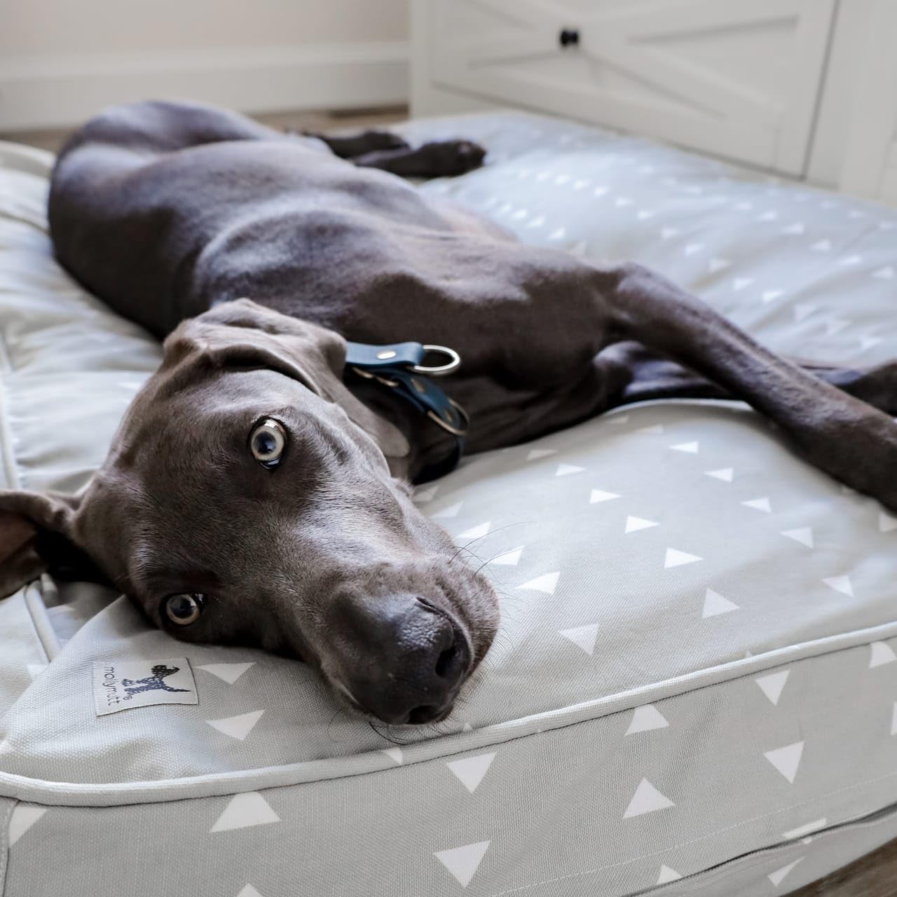 Molly Mutt Medium to Large Dog Bed Cover- Forever Young Print - Measures 27”X36”X5’’ - 100% Cotton - Durable - Breathable - Sustainable - Machine Washable Dog Bed Cover (Dd82b)