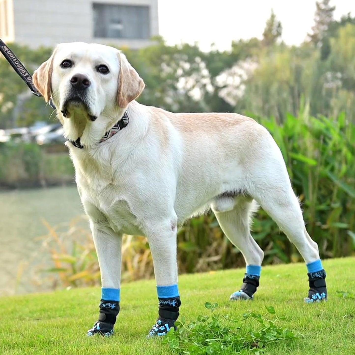 KOOLTAIL Dog Socks Shoes for Hot Pavement to Prevent Licking Paws, Winter Dog Boots&Paw Protector for Hardwood Floors Anti Slip,Traction Control Grip Booties for Small Medium Large Senior Dogs,Black M