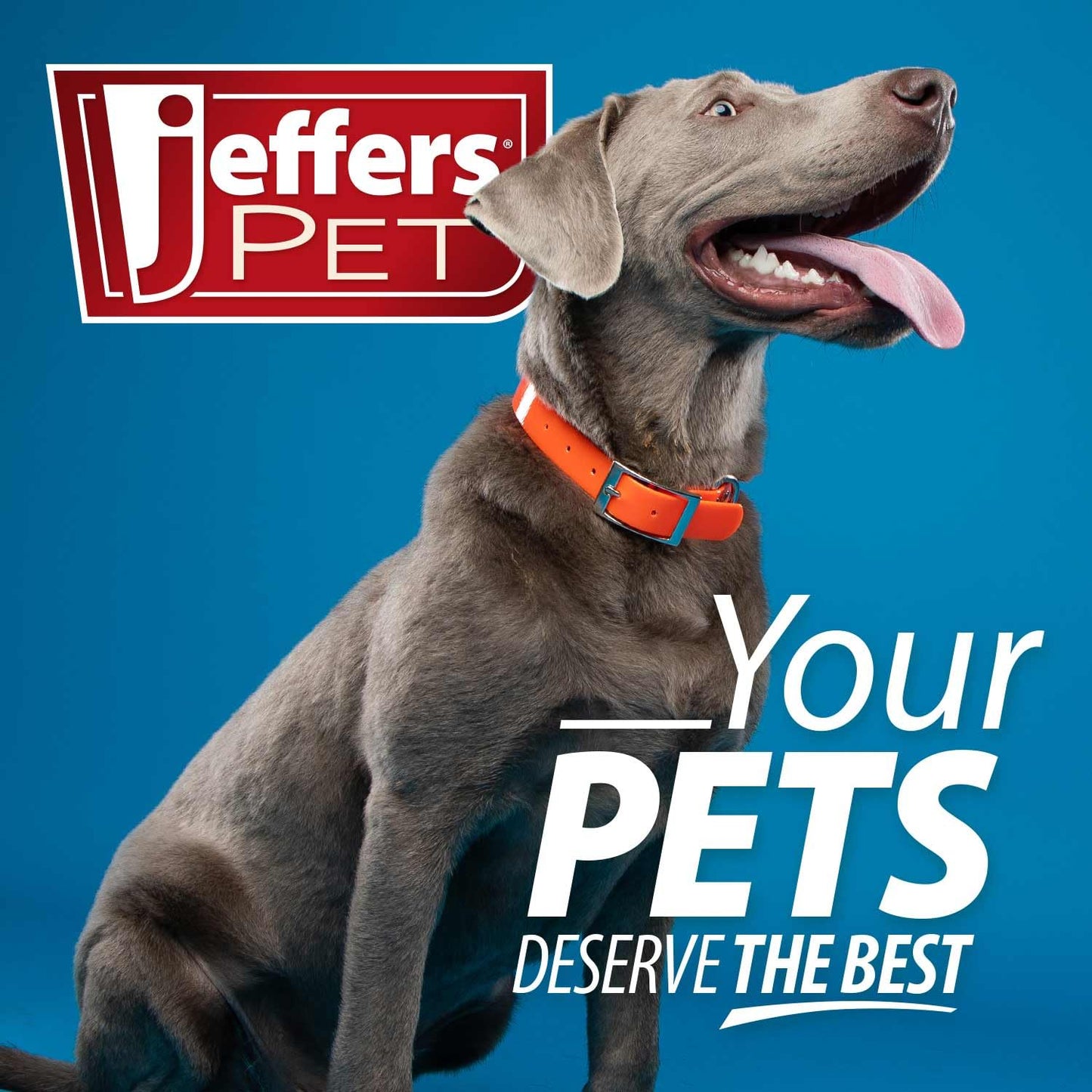 Jeffers Pet Dual Level Pin Universal Slicker Brush for Dogs, Cats & Small Pets - Curved Grooming Brush with Long & Short Pins for Shedding, Detangling, Finishing - Remove Mats & Dead Coat - Large