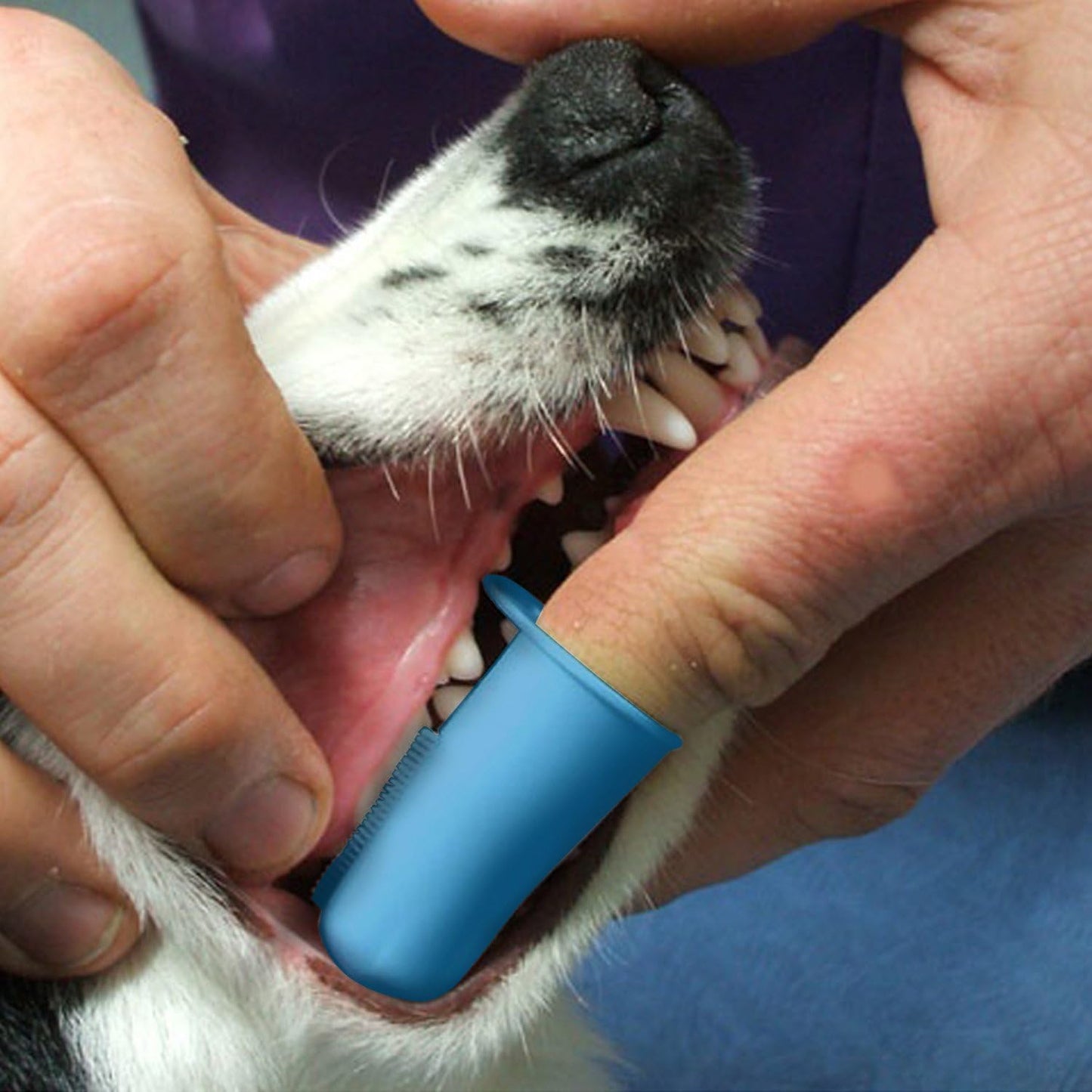 Pet Republique Dog Finger Toothbrush Set of 6 - Dental Hygiene Brushes for Small to Large Dogs, Cats, and Most Pets - Small Size Finger Opening
