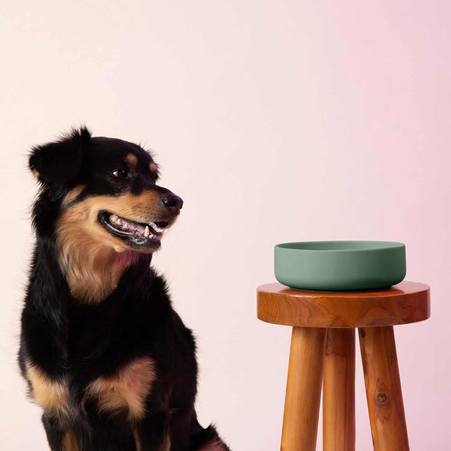 Should We Go? Dog Water Bowl - The Perfect Dish No-Spill, Less Mess Non-Tippable Water & Food Bowl, Pure Silicone with Suction Cup Fits 5 Cups 7.5" Across x 2.25" Tall, Ideal for All Pets, Medium-Sage