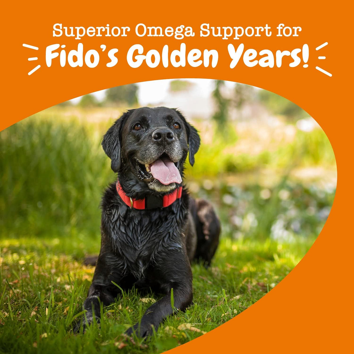 Salmon Oil for Dogs - Skin & Coat Chews, Salmon