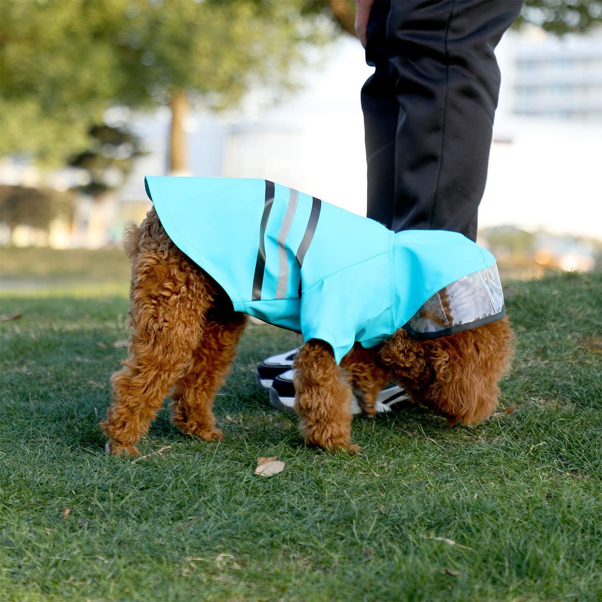 Reflective Dog Raincoat Dog Rain Jacket with Hood Lightweight Waterproof Rain Coat for Puppies (Blue M)