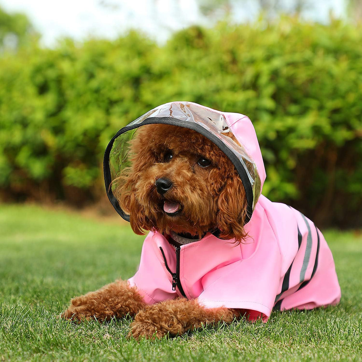 Reflective Dog Raincoat Dog Rain Jacket with Hood Lightweight Waterproof Rain Coat for Puppies (Blue M)
