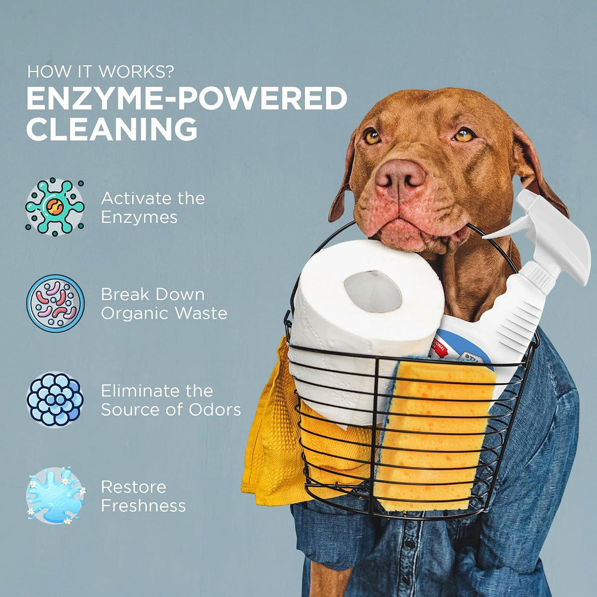 . Professional Strength Pet Odor Eliminator | Urine Odor Remover | Pet Urine Enzyme Cleaner | Pet Stain and Odor Remover | Enzymatic Cleaner for Dog Urine and Cat Urine