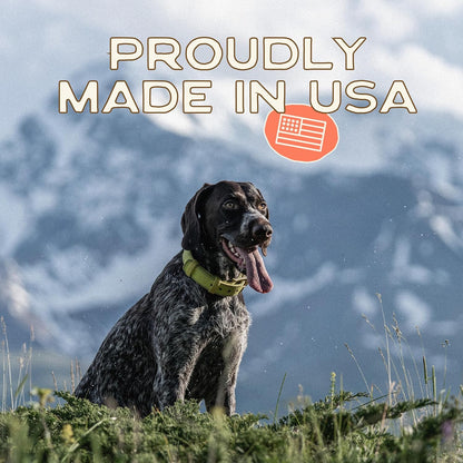 Smart Cookie All Natural Dog Treats - Healthy Skin & Coat Salmon Dog Treats - Ideal for Sensitive Stomachs or Itchy, Allergic, Dry Skin - Dehydrated, Crunchy, Human-Grade, Made in USA - 8oz, Pack of 1