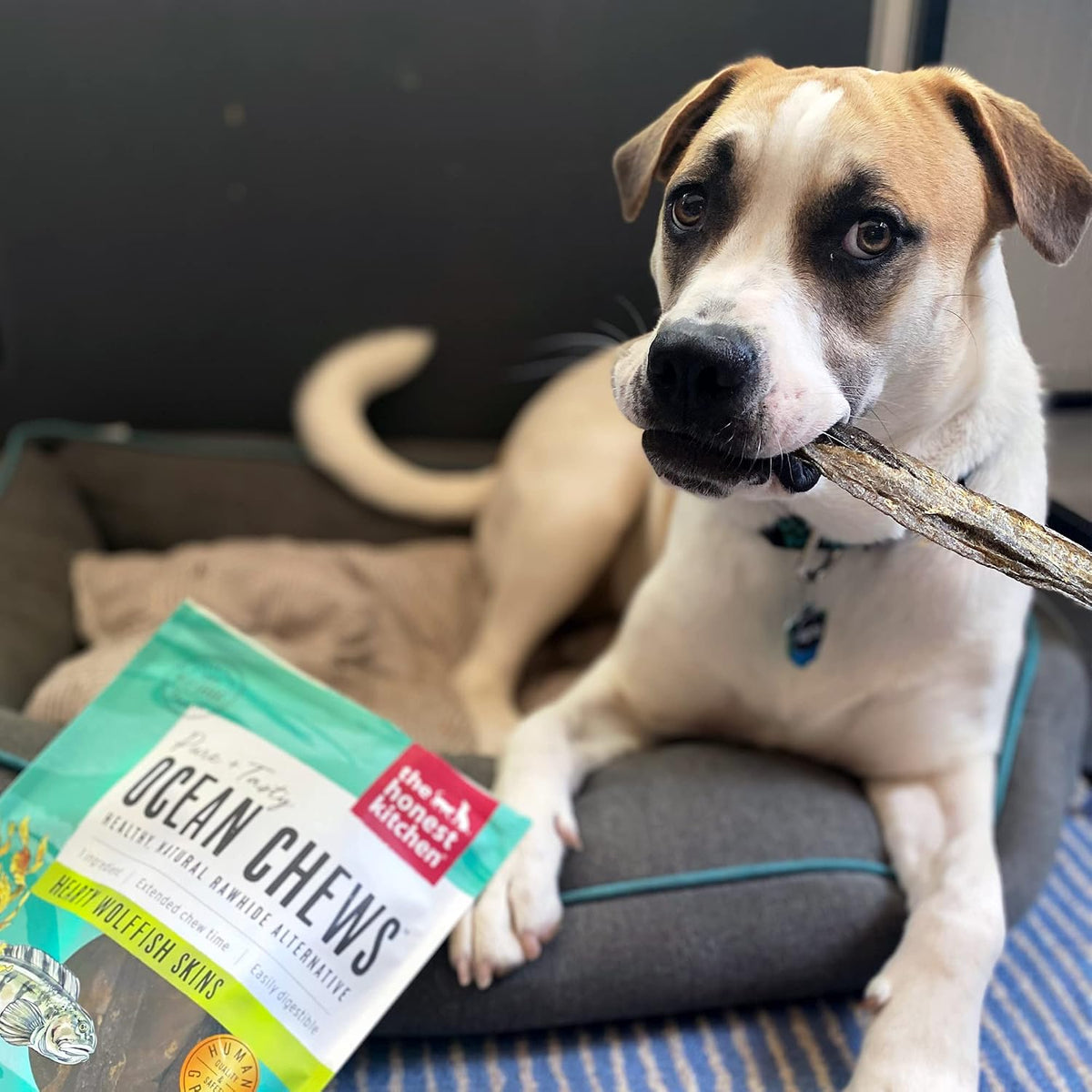 Wishes White Fish Filets Dog Treats, Human Grade Single Ingredient Dehydrated Fish Chews, High Protein Limited Ingredient Training Treats for Dogs, 3 oz